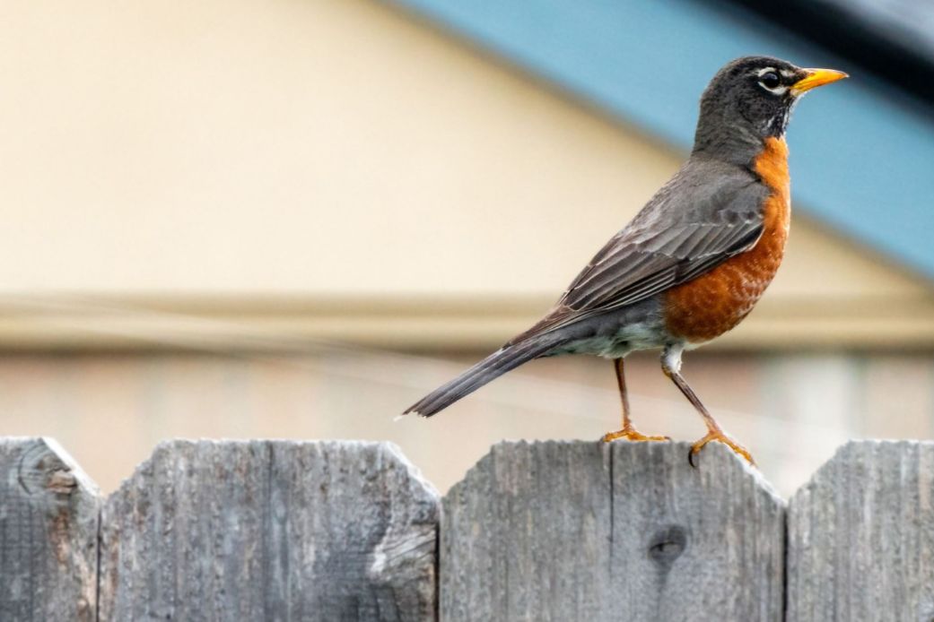 De-grey your wood wisely